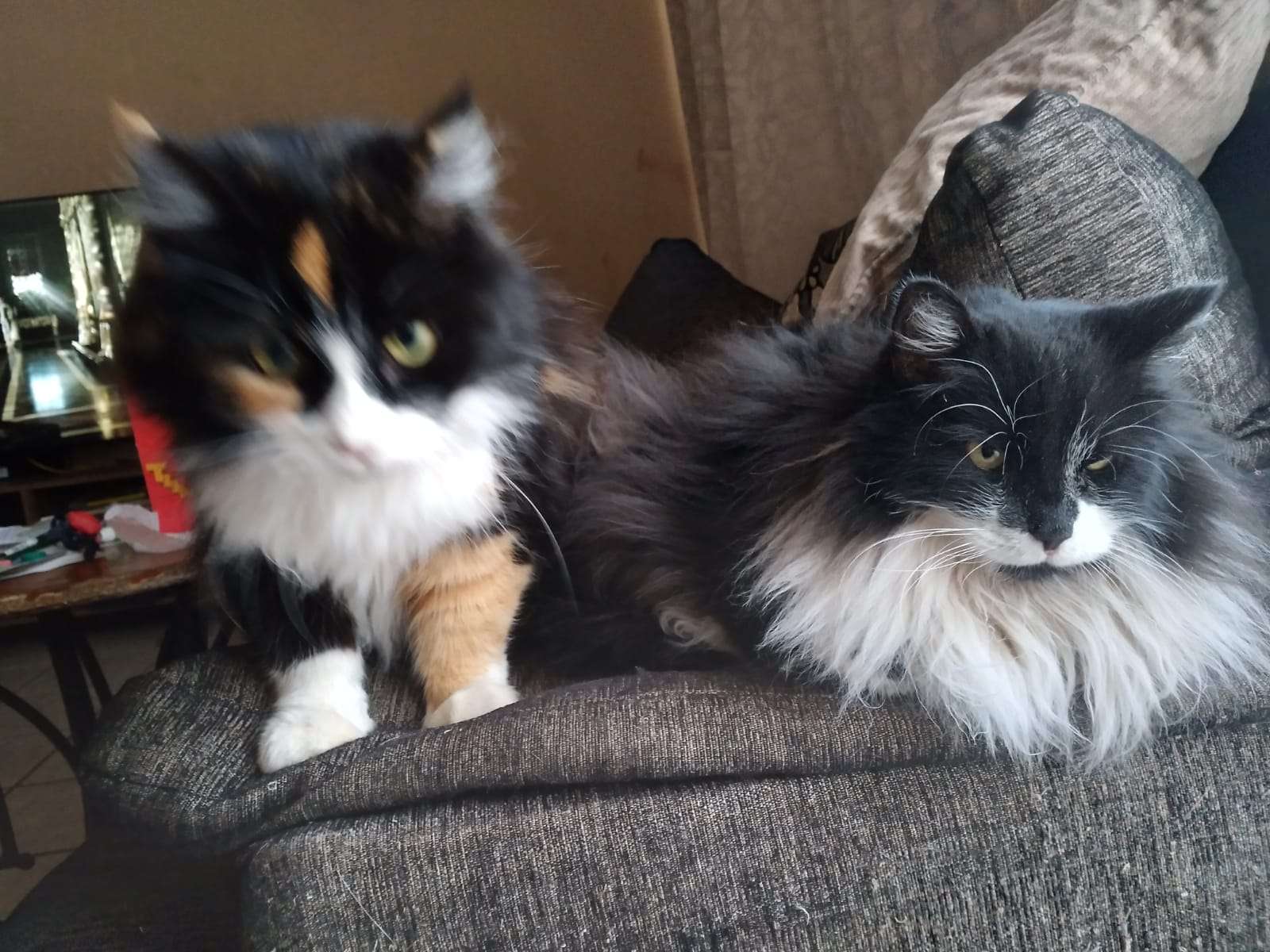 Recomiendan proteger a mascotas del frío y lluvia 