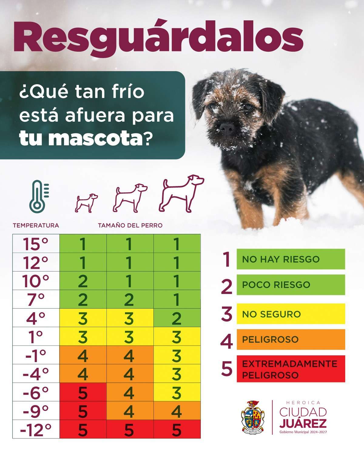 Recomiendan proteger a mascotas del frío y lluvia 