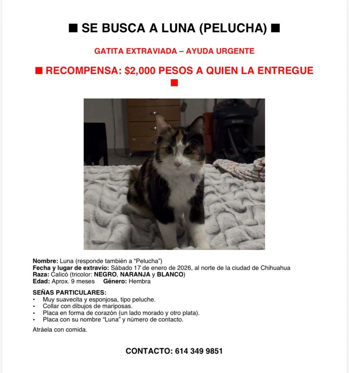 Ofrecen recompensa por gatita extraviada al norte