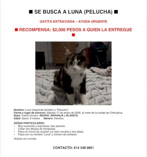 Ofrecen recompensa por gatita extraviada al norte