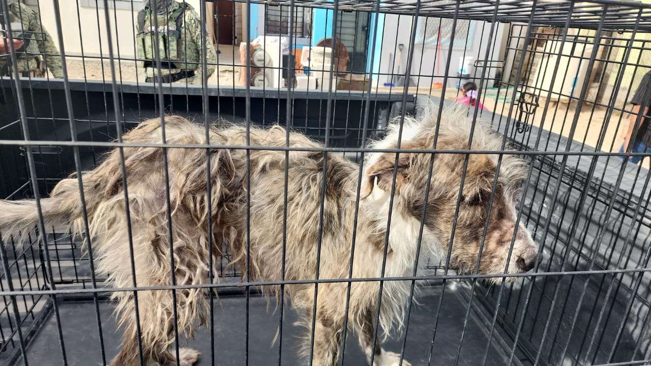 Rescata Daba 43 animales durante la semana 