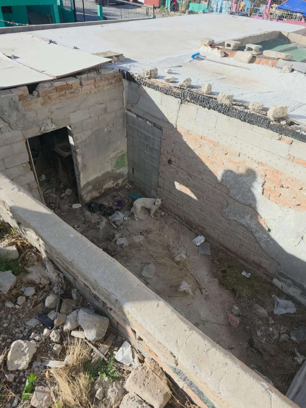 Rescatan a perro atrapado en tapia de casa abandonada