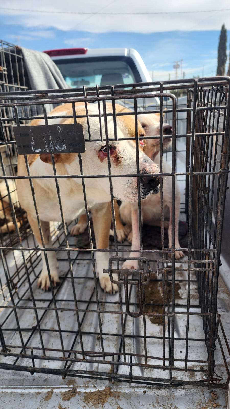 Rescata Daba 43 animales durante la semana 