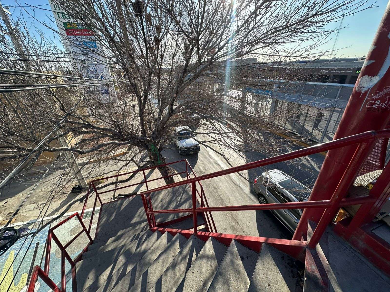 Realizan poda en árbol localizado en Paseo Triunfo