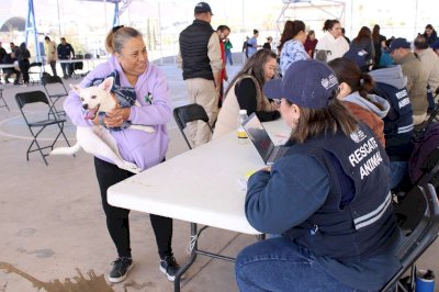 Ofrecen más de mil servicios gratuitos a mascotas en romanzza