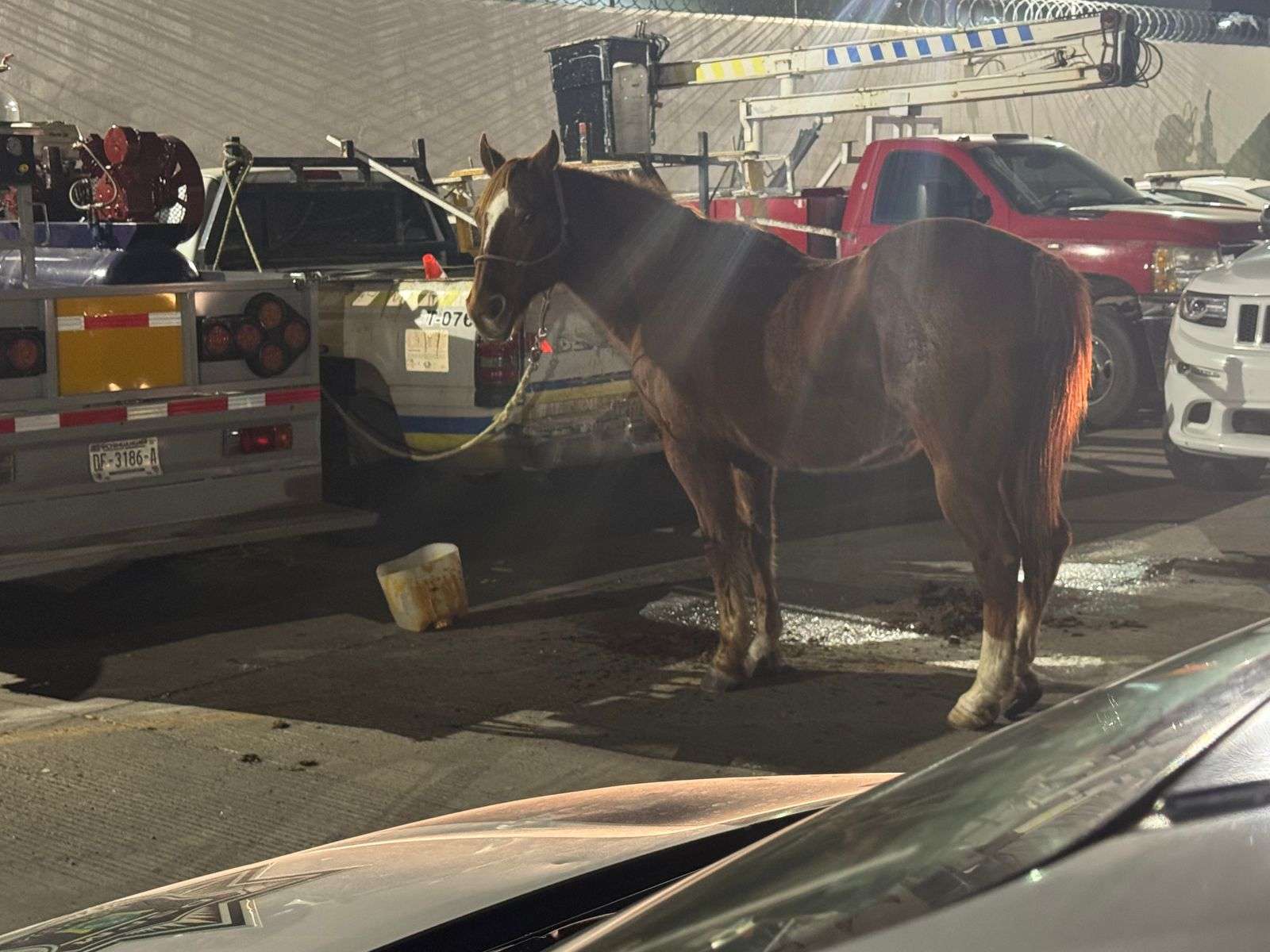 Buscan al dueño de un caballo perdido en Cuauhtémoc