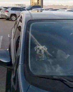 Abandonan a perrito dentro de camioneta en Fashion Mall