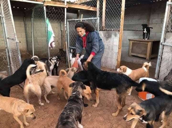 Pide refugio de animales apoyo para comprar croquetas 