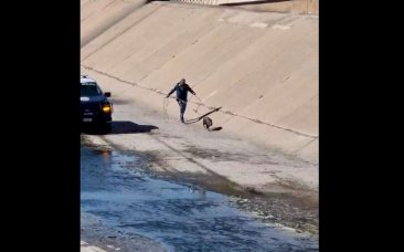 Persiguen Municipales a jabalí en cauce del Chuvíscar 