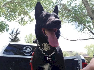 Investigan si hubo exceso en legítima defensa por ataque a perro K9