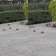Reportan plaga de ratas en Paseo de la Reforma en Cdmx
