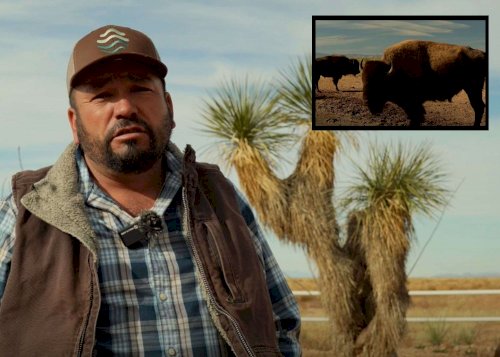 Trasladan 44 bisontes de Janos a Coahuila para fortalecer su conservación