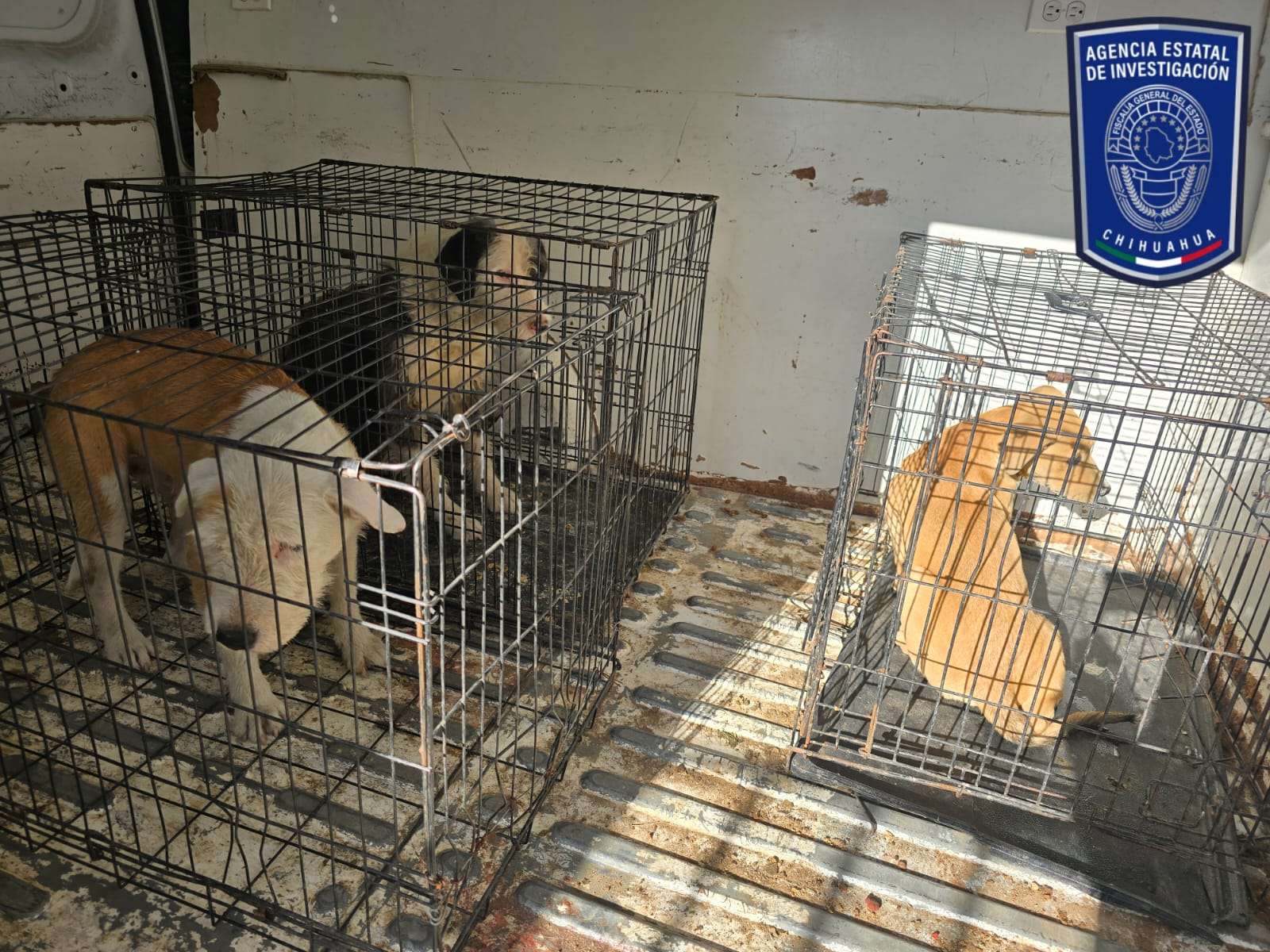 Rescatan a 3 perros maltratados de casa en la San Antonio 