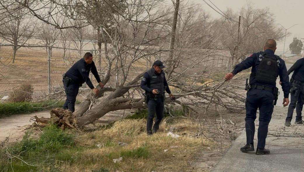 Retiran árbol que bloqueaba vialidad tras fuertes vientos; suman 29 apoyos