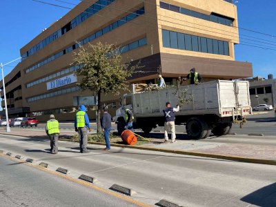 Podan árboles sobre la avenida Universidad