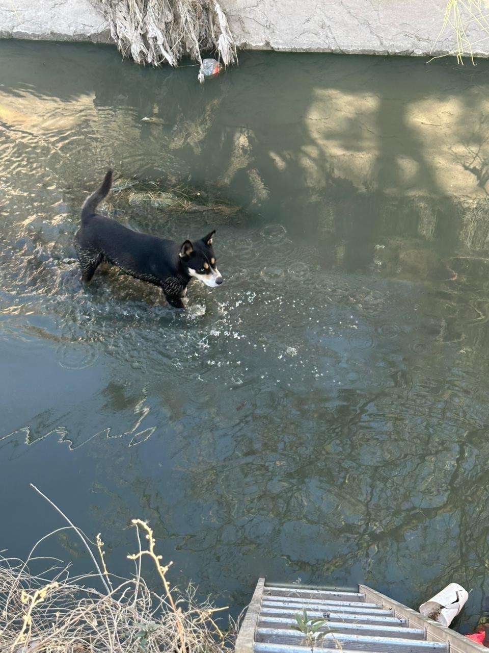 Rescatan a perrito atrapado en canal de la Bellavista 