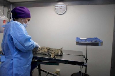 Llama Municipio a esterilizar mascotas para prevenir abandono
