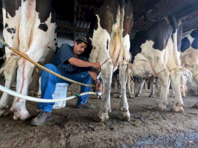 Ofrecen créditos emergentes de hasta $315 mil para productores 