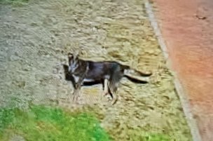 Denuncian daños por jauría de perros en fraccionamientos