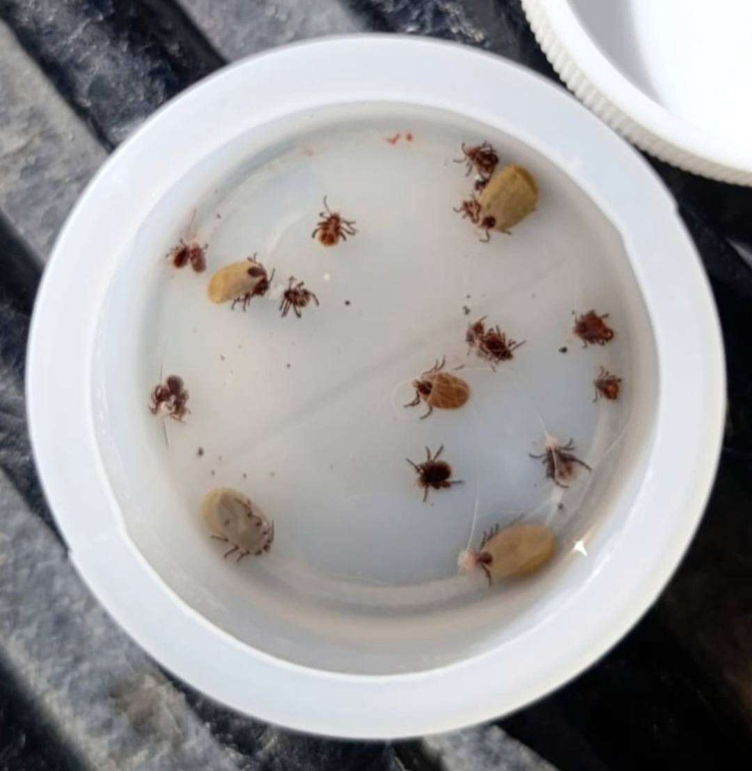 Refuerzan vigilancia epidemiológica contra la rickettsiosis