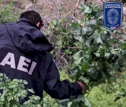 Destruyen plantío de 900 metros cuadrados de amapola en Morelos 