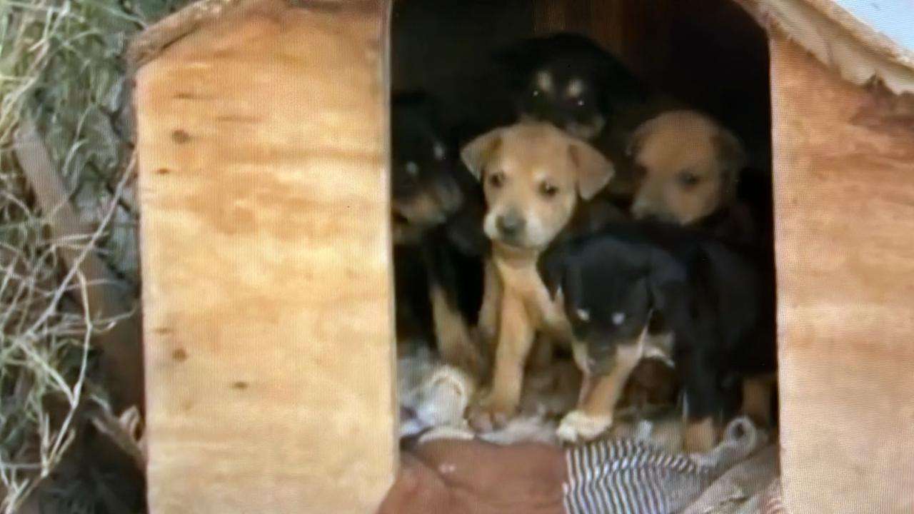Se multiplica aquí la población de perros cajjejeros