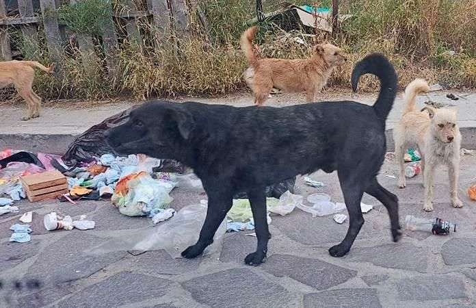 Aprueba Cabildo de Ciudad Juárez nuevo Reglamento de Bienestar Animal