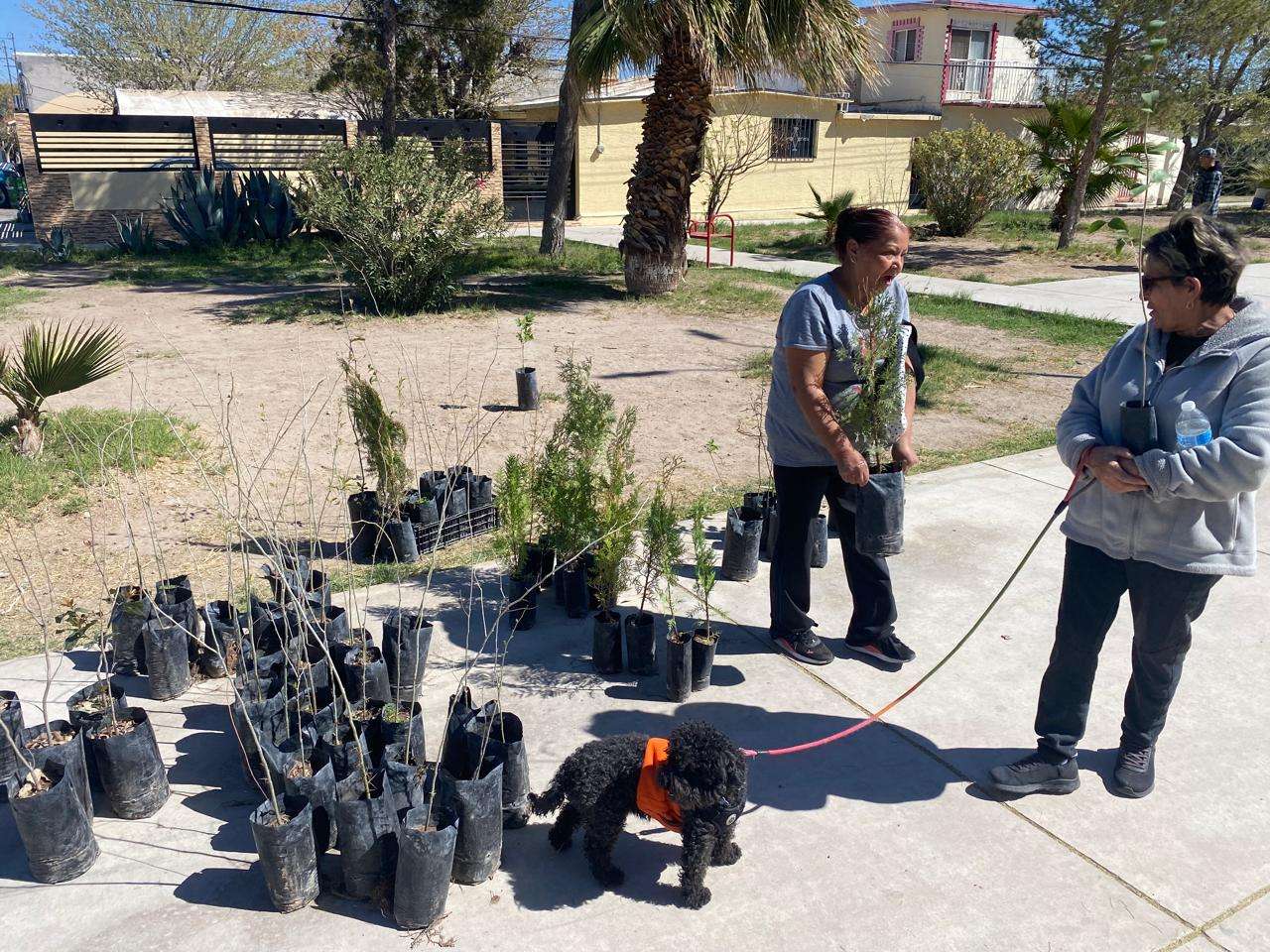 Entregan 115 árboles para reforestar Satélite