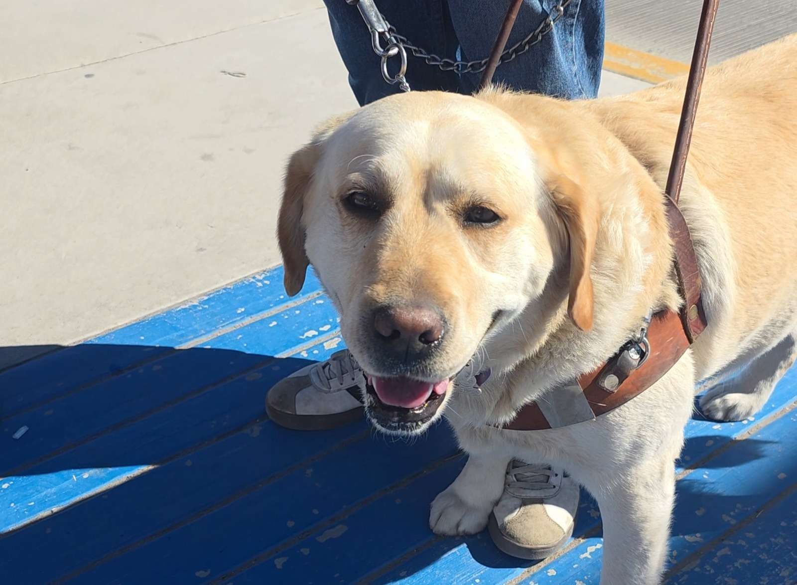 Podrán viajar personas con sus perros guías en JuárezBus