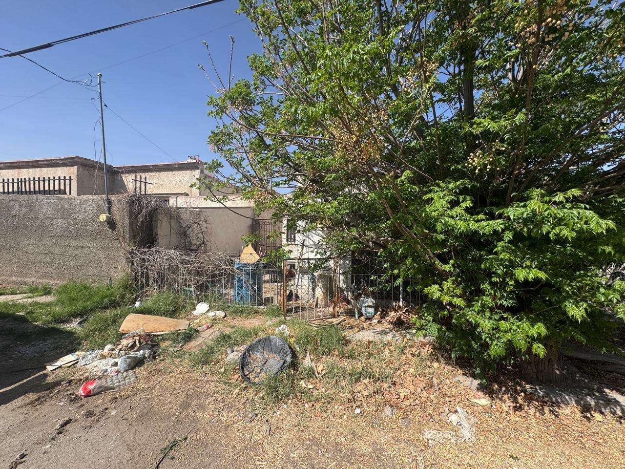 Rescatan a adulta mayor de su vivienda infestada de garrapatas en la Hidalgo