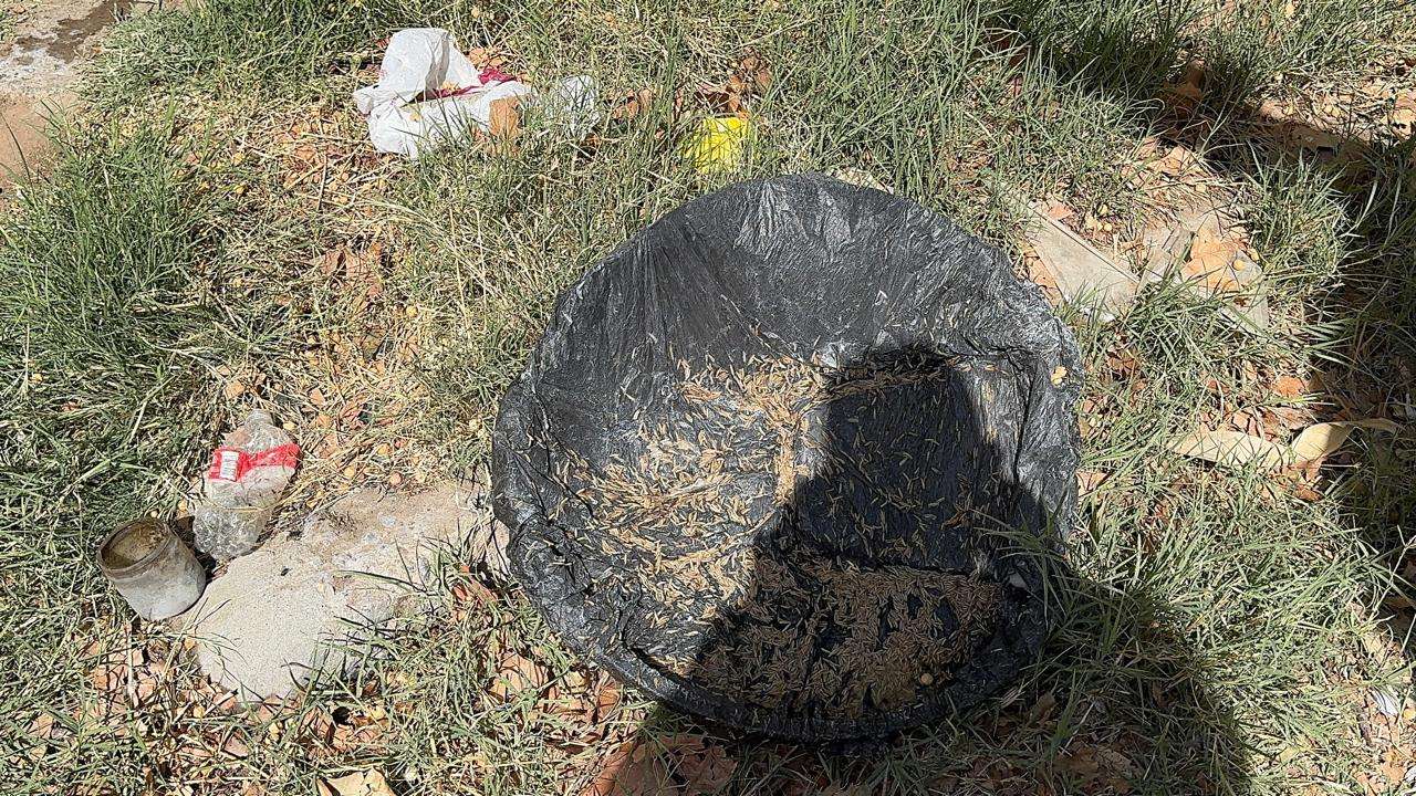 Rescatan a adulta mayor de su vivienda infestada de garrapatas en la Hidalgo