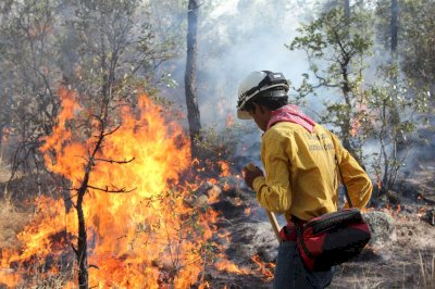 Atienden 50 combatientes seis incendios forestales en Chihuahua 
