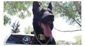 Vinculan a proceso a agresor de policía y del agente canino Viko 