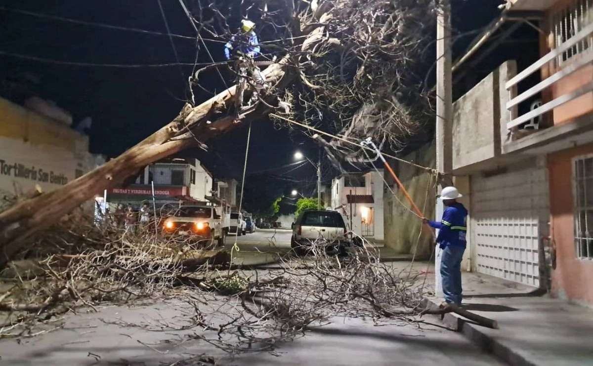 Derriban rachas de hasta 50 km/h 5 árboles en Guanajuato