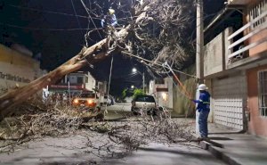 Derriban rachas de hasta 50 km/h 5 árboles en Guanajuato