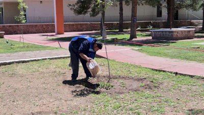 Emiten recomendaciones para el cuidado de los árboles durante la primavera