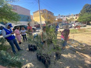 Plantan 60 árboles en Infonavit Casas Grandes