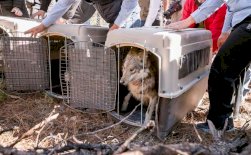 Avanza reintroducción del lobo mexicano a la vida silvestre