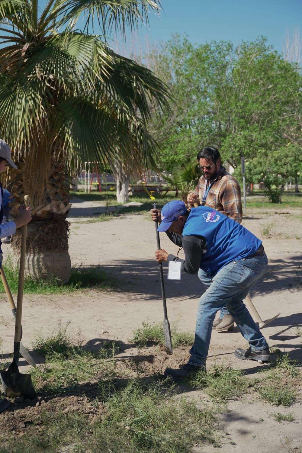 Plantan 60 árboles en Infonavit Casas Grandes