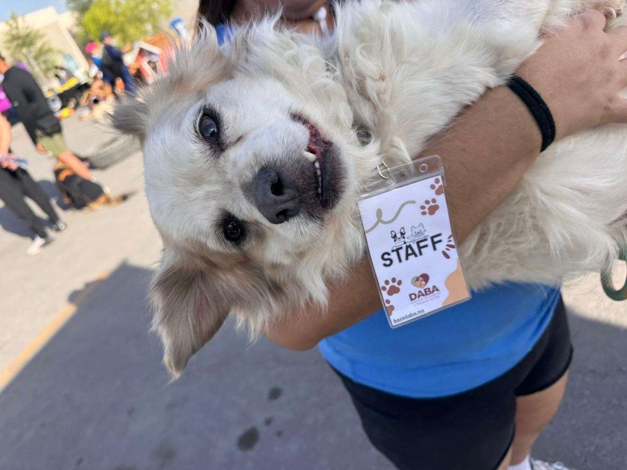 Recaudan más de 4 toneladas de alimento en Tercera Carrera con Mascotas 