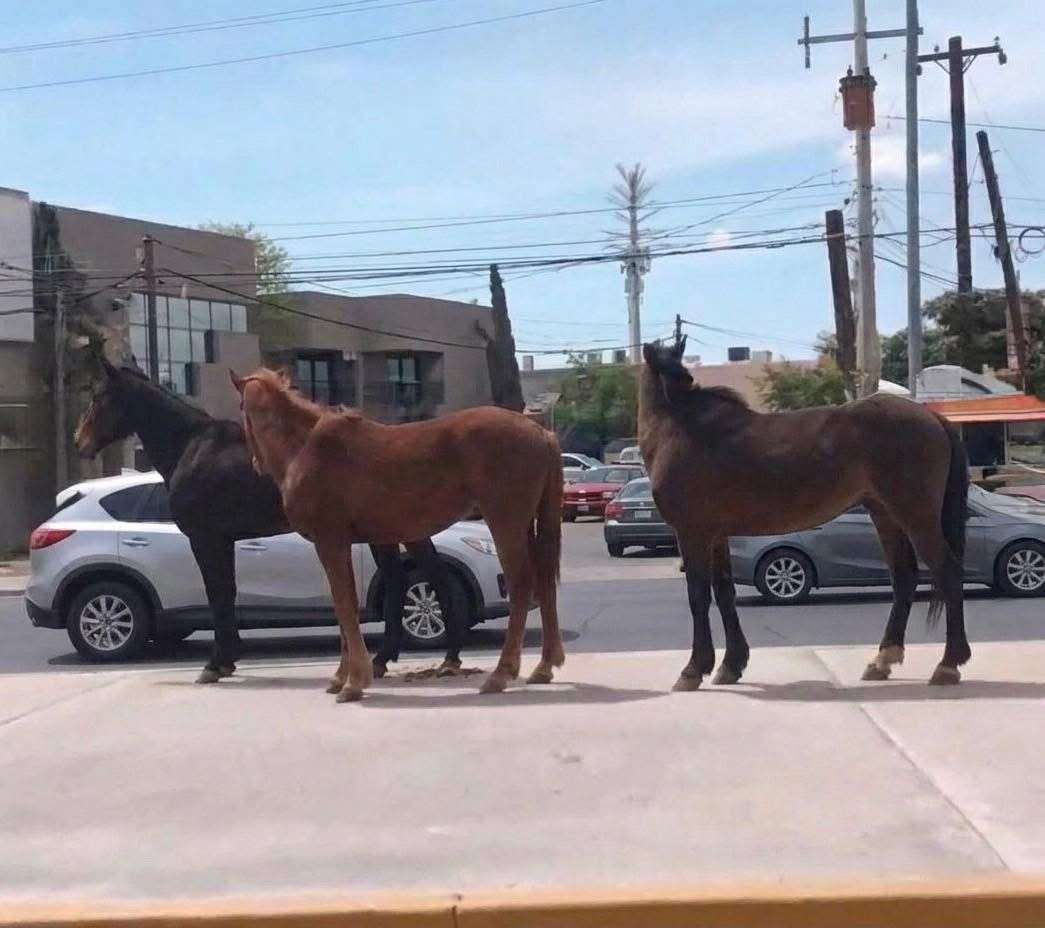 Captan caballos sueltos en el Triunfo de la República