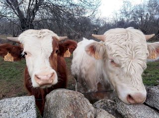 Confirman dos casos de tuberculosis bovina en el estado 