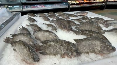 Aumenta venta de pescados y mariscos por días de Semana Santa