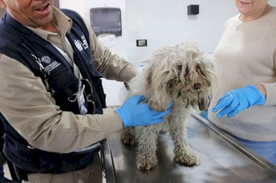 Refuerzan cuidado animal en el Día de los Animales Callejeros