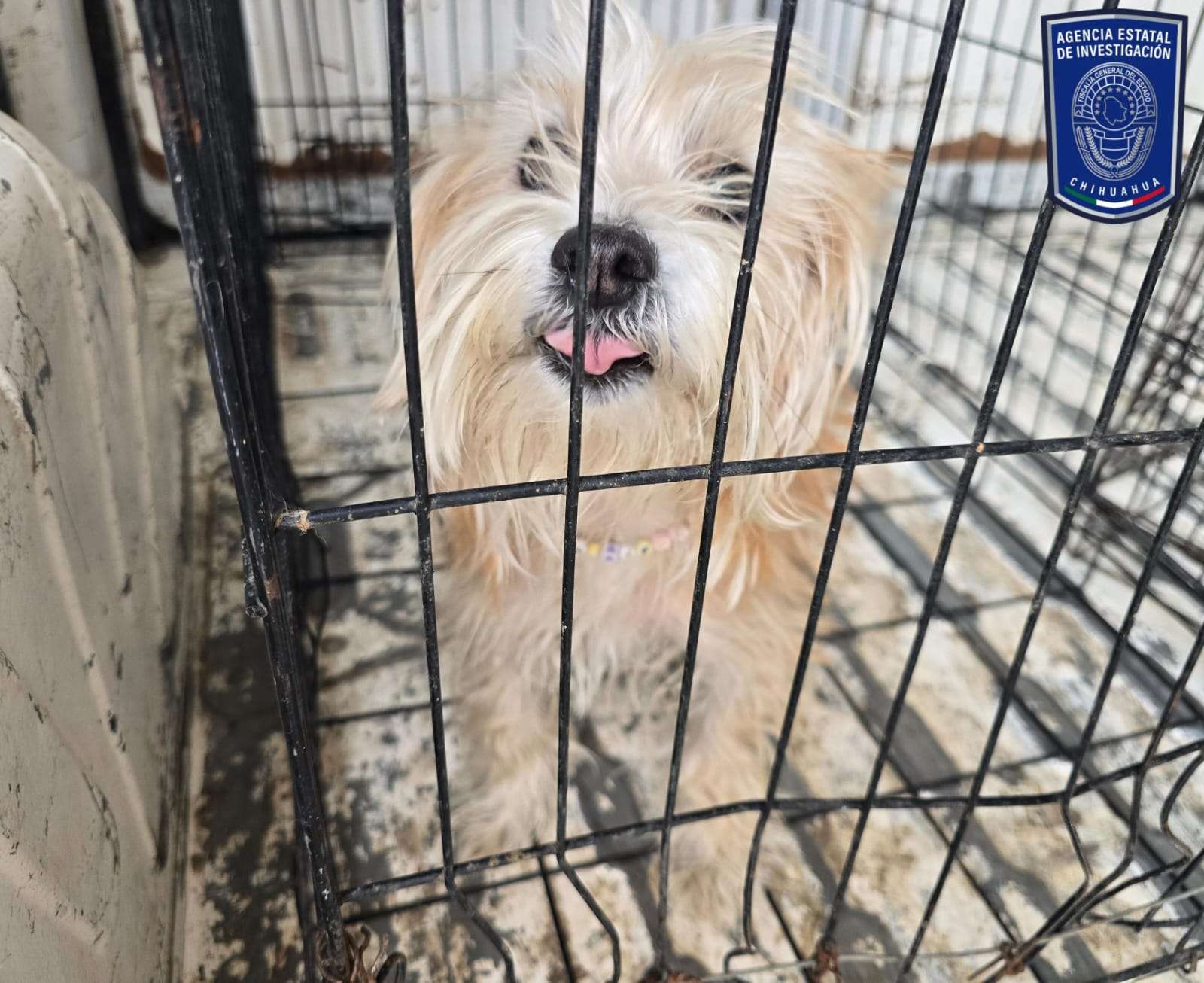 Rescatan a 10 perros maltratados en marzo