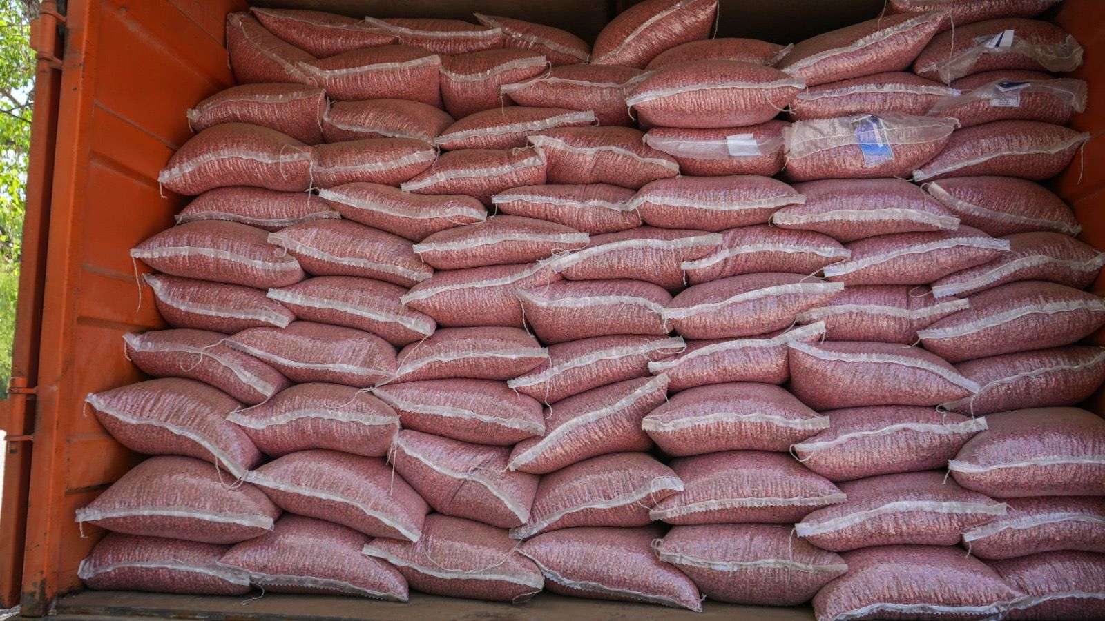 Abren convocatoria para apoyo en semilla de frijol