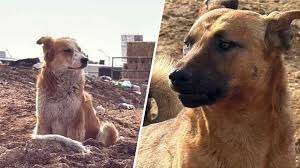Permanecen siete perros en observación tras ataque; descartan riesgo sanitario