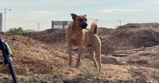 Permanecen siete perros en observación tras ataque; descartan riesgo sanitario