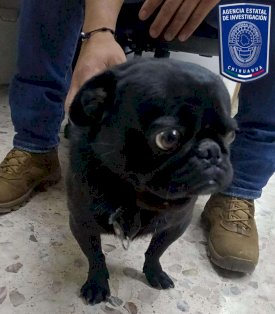 Recuperan a pug robado por menores en la colonia Las Granjas 