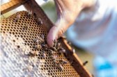 Lanzan apoyo alimentario para abejas